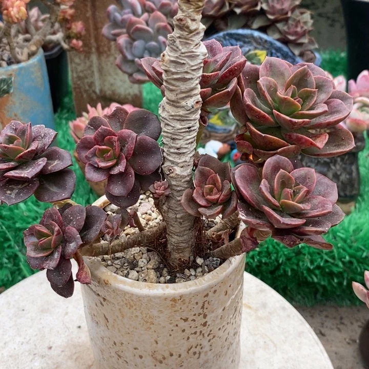 巧克力老桩整无砍多肉