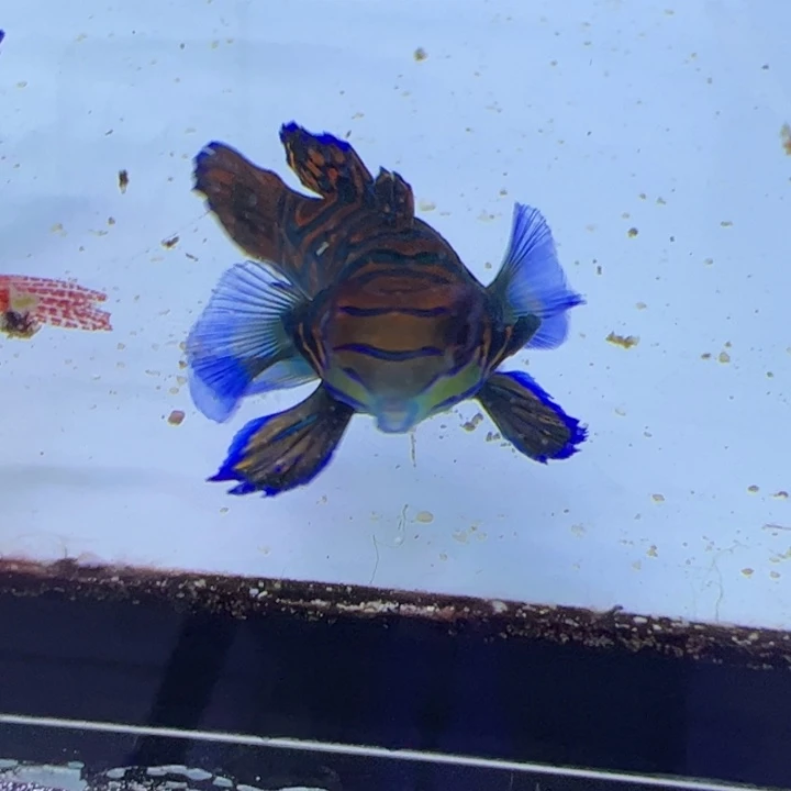 海水鱼青蛙 65 包装10运费20