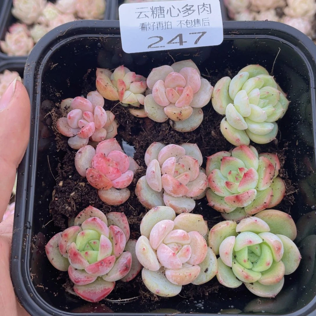 云糖心多肉植物247