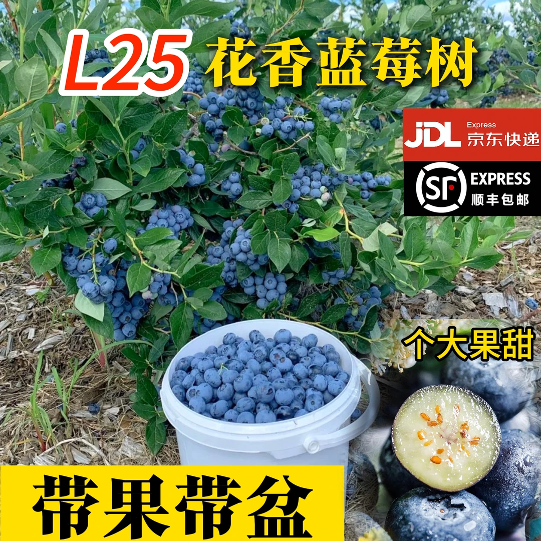 【带果带盆】L25花香蓝莓树盆栽地栽南北可种耐寒耐热
