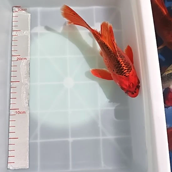中国大陆冷水观赏鱼蝴蝶鲤