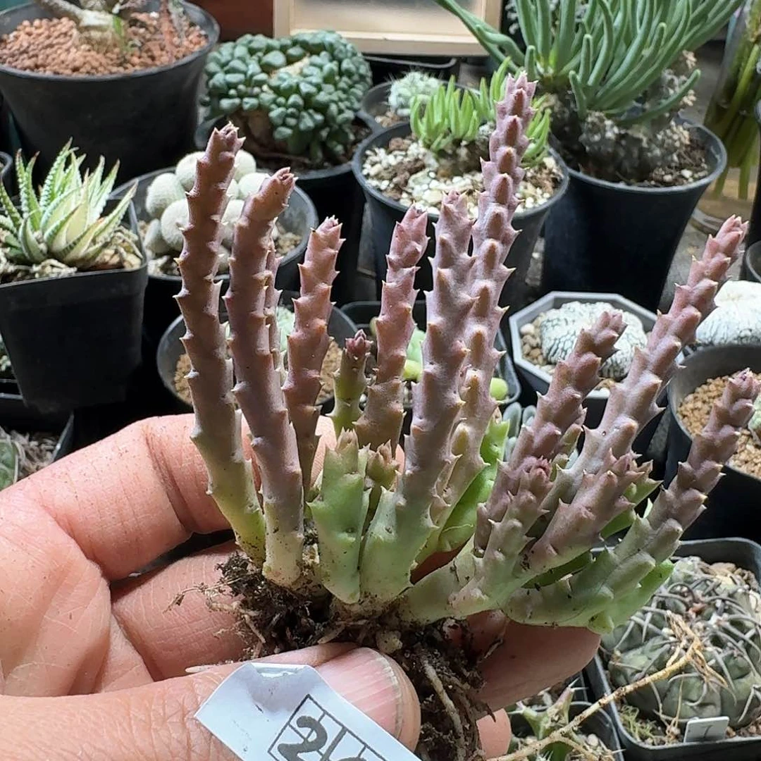 267姬龙角脱土发货