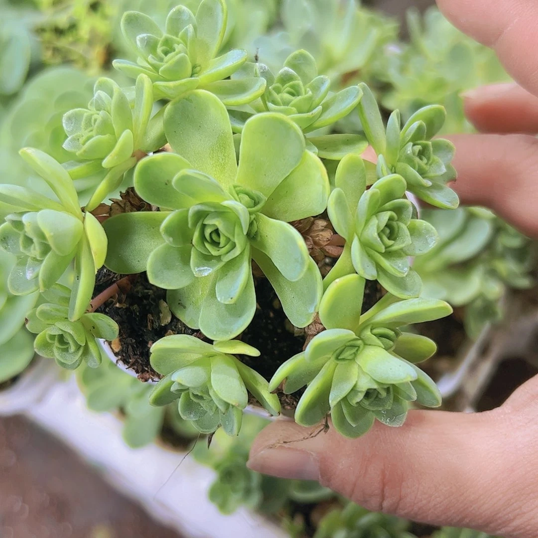 山地玫瑰19包邮多肉