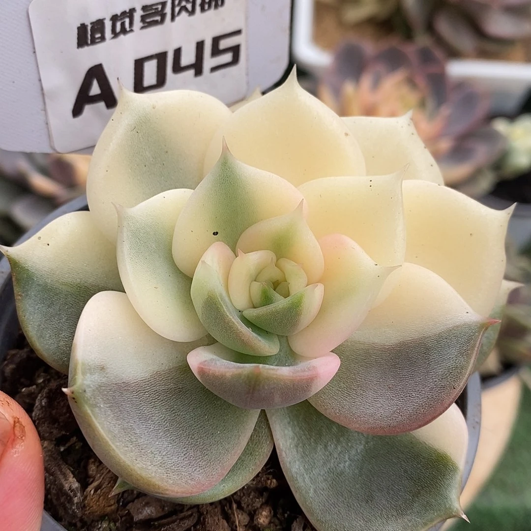 45贝加尔湖哈哈哈哈哈哈