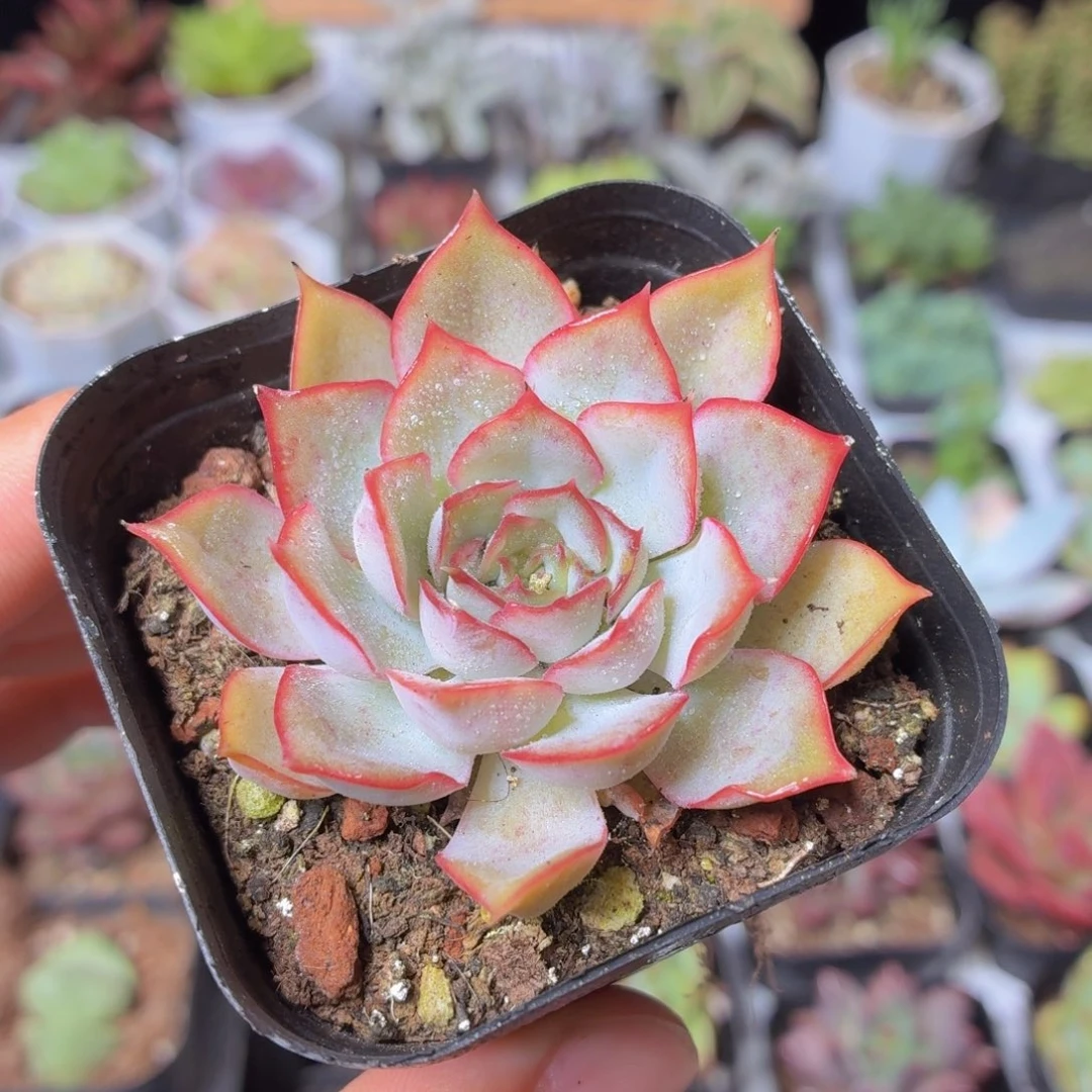 暗冰多肉9.9包邮发货