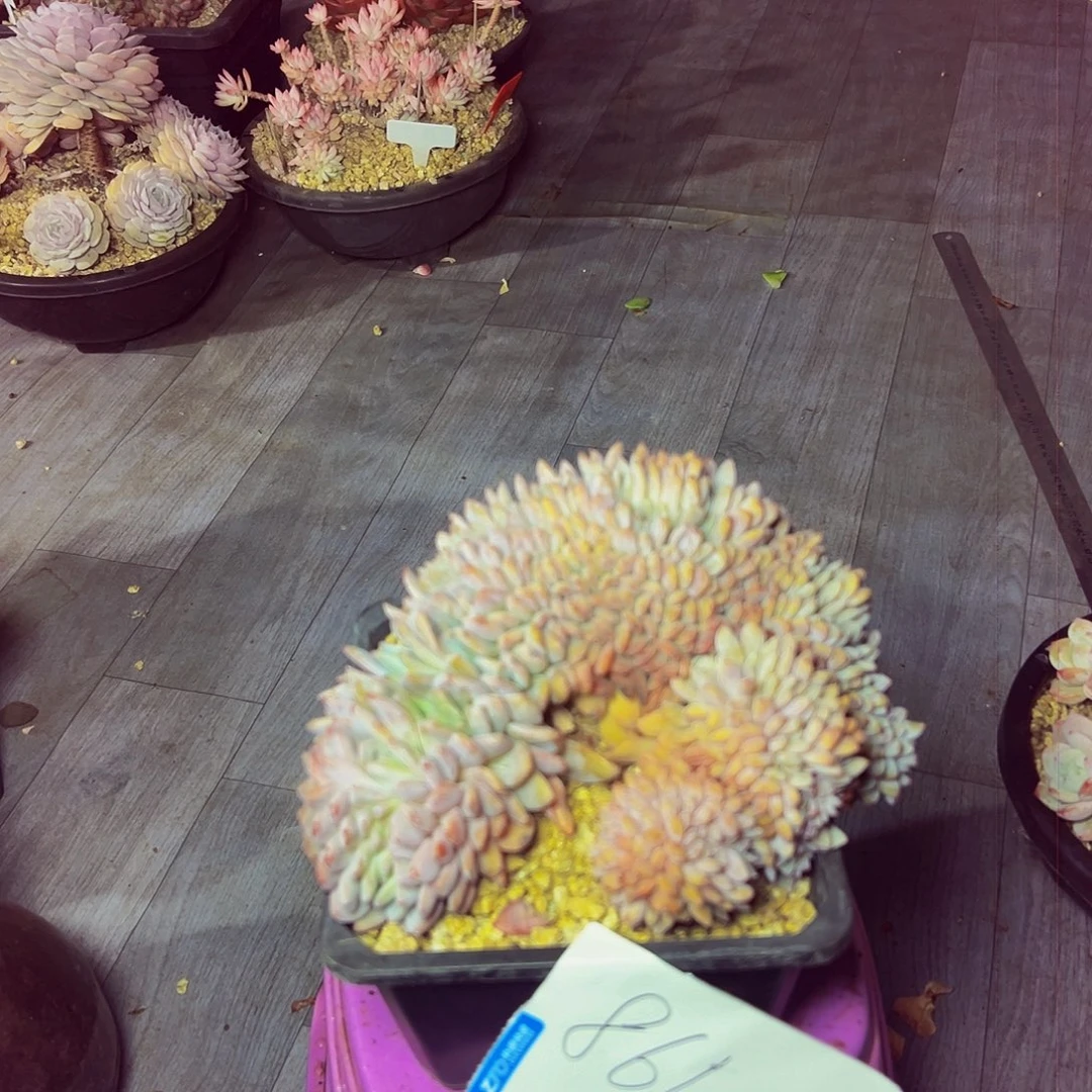 861号一物一拍脱土包邮