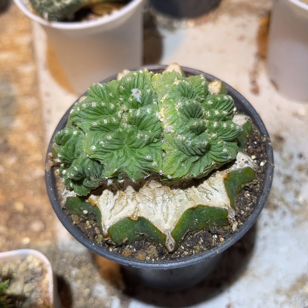 三头五星花笼缀化嫁接仙人球
