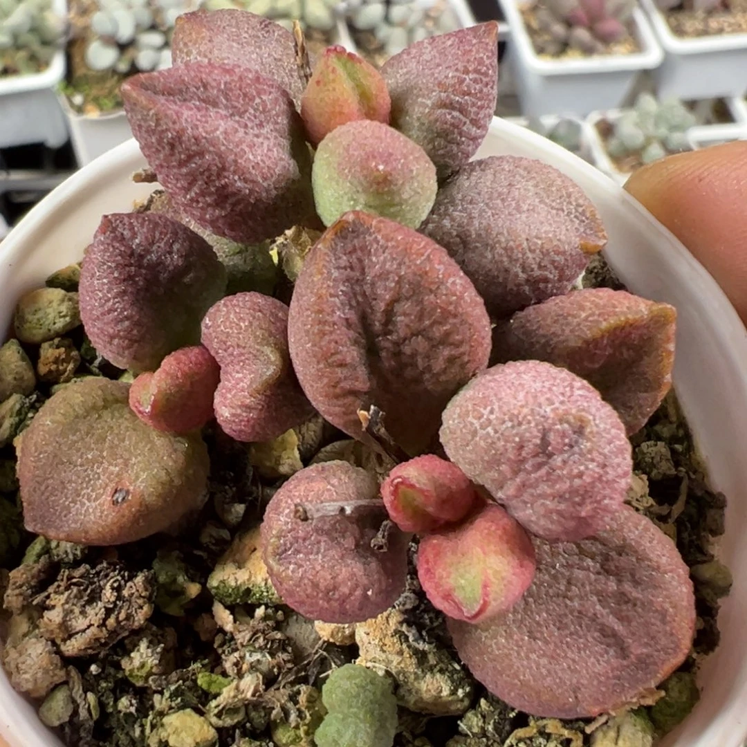 301号腹部系小型种