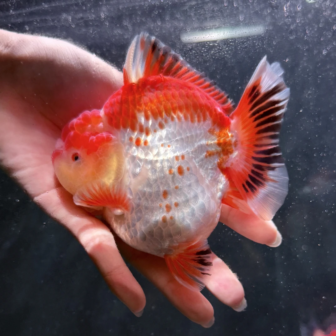 泰狮将军金鱼满150顺丰包邮（到货录开箱视频无开箱视频不包售后）