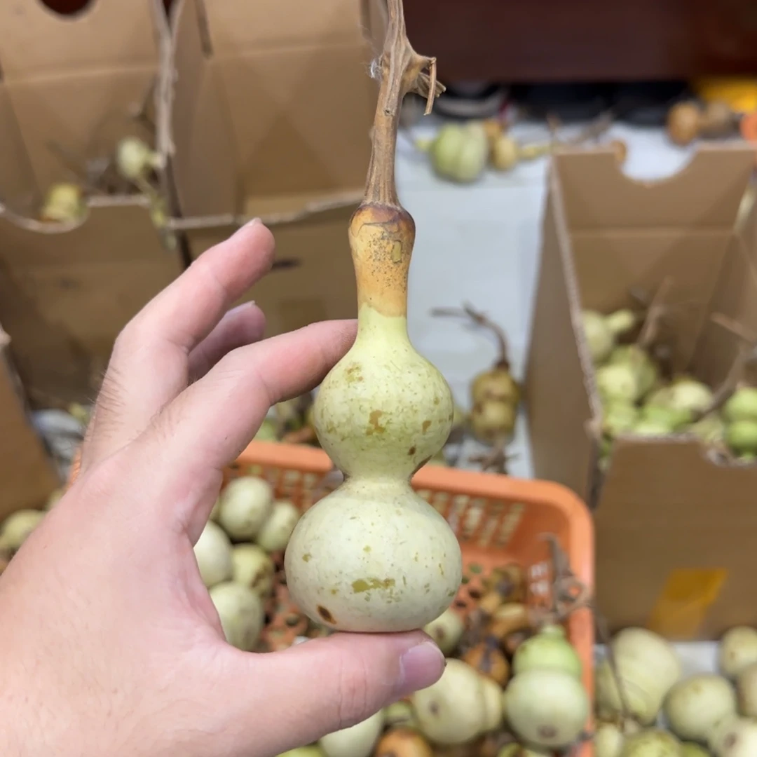 童***华葫芦青皮不包成青皮不包成