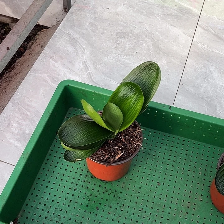 完全开放油麻短叶