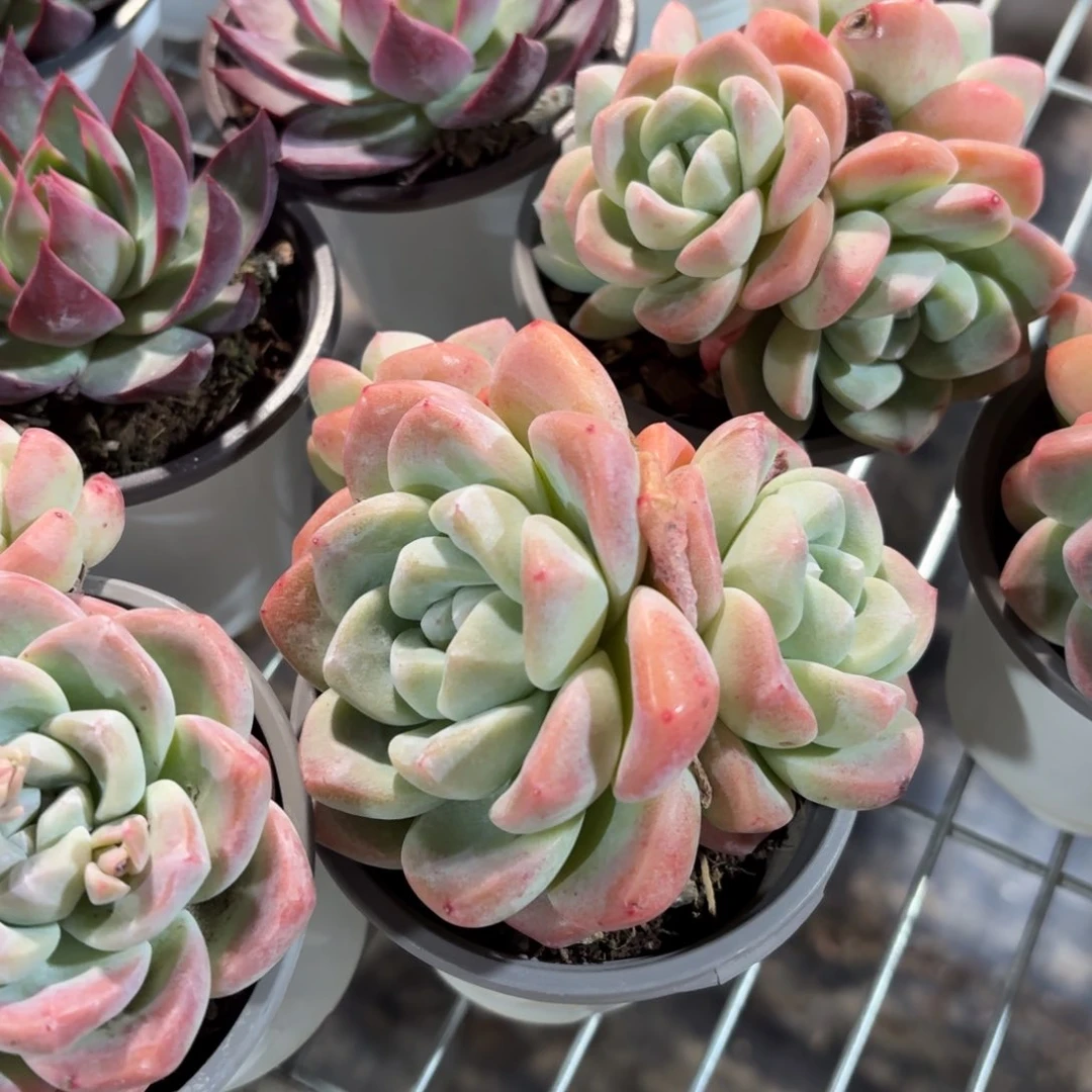 冰玉多肉整群9㎝盆