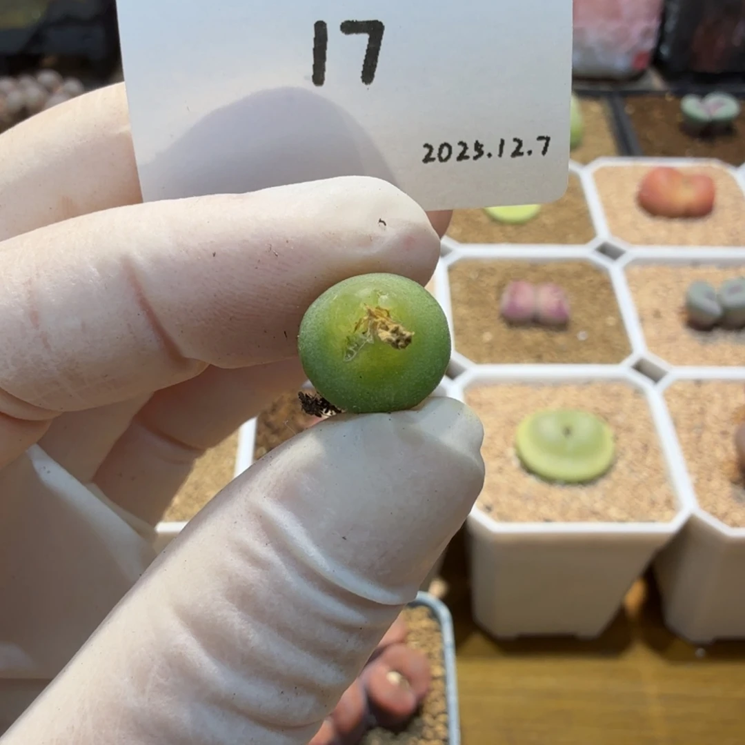 V***_多肉多肉多肉12.7-017