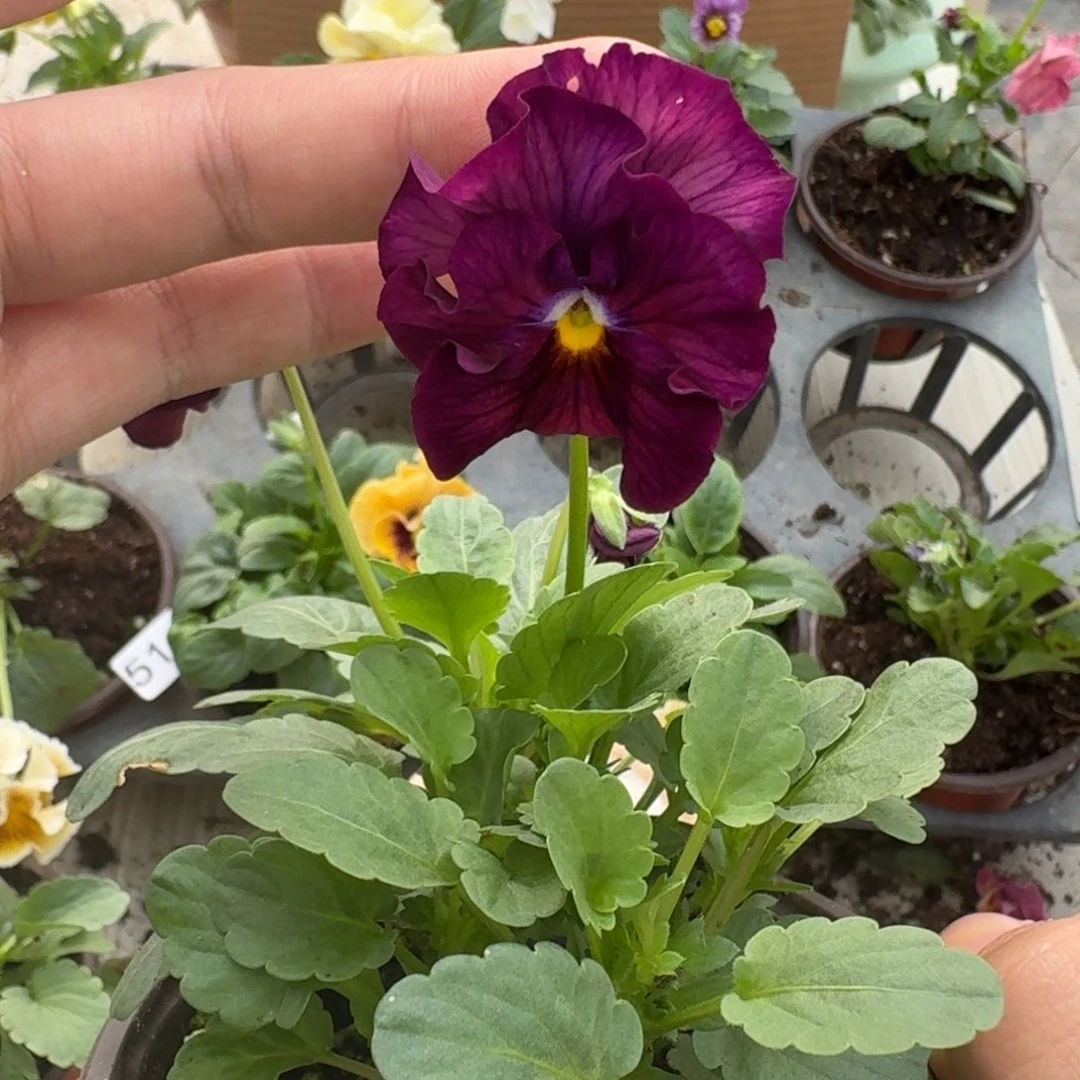 大部分花苞少量开放525
