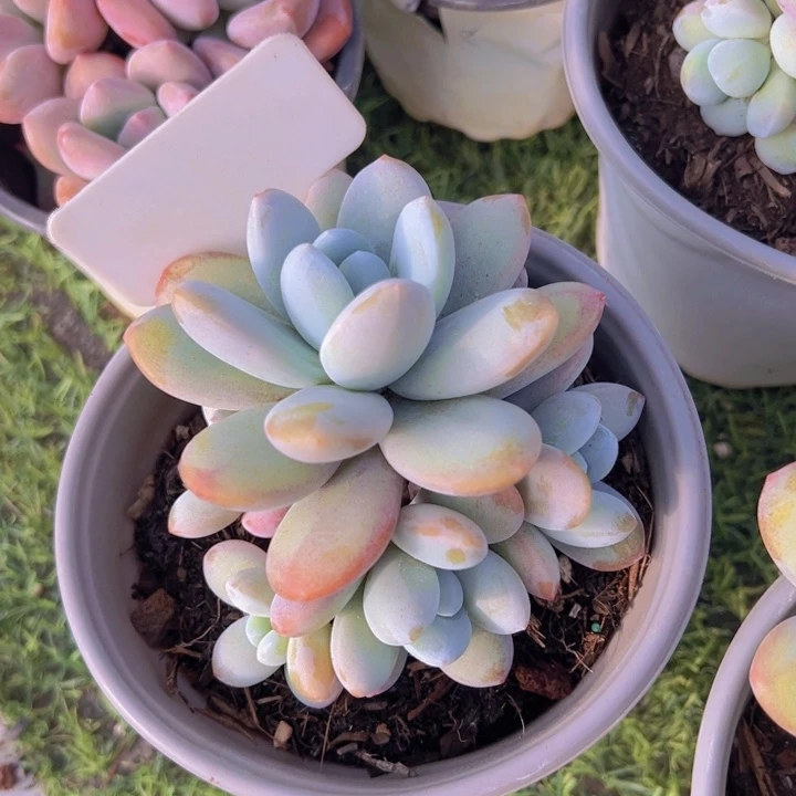 健健康康平平安安