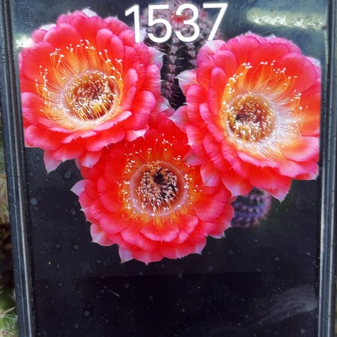 1537丽侧牙20包邮21