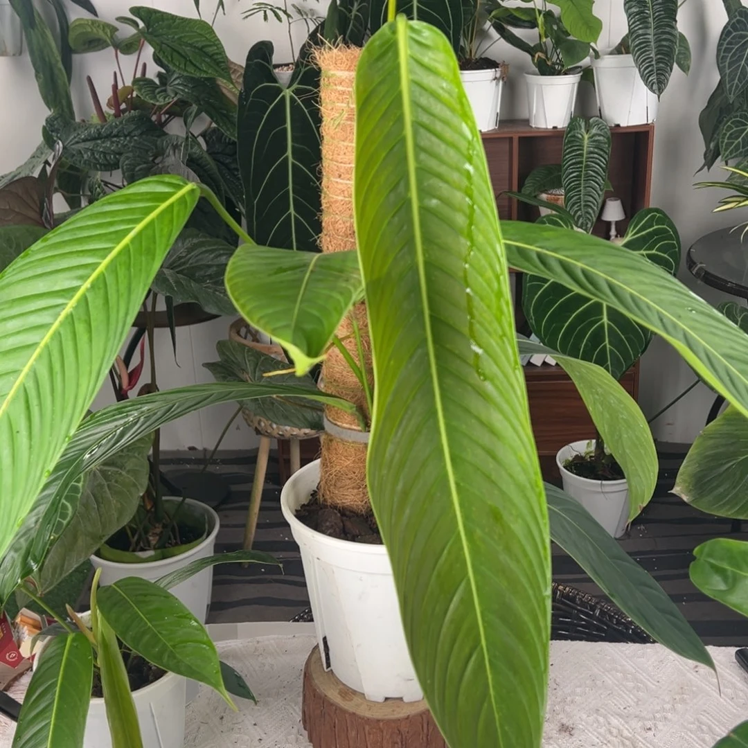 完全开放原种Ph蔓绿绒