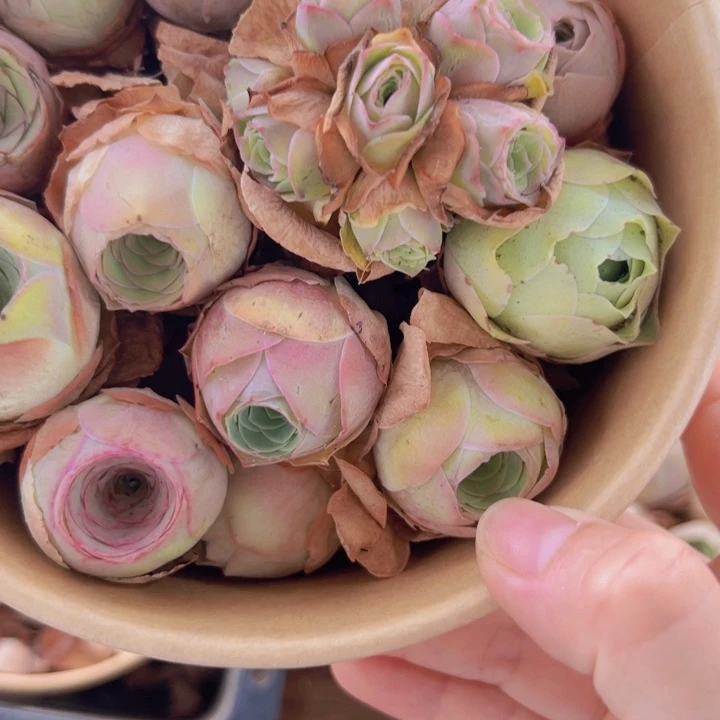 山地玫瑰多肉植物山地86