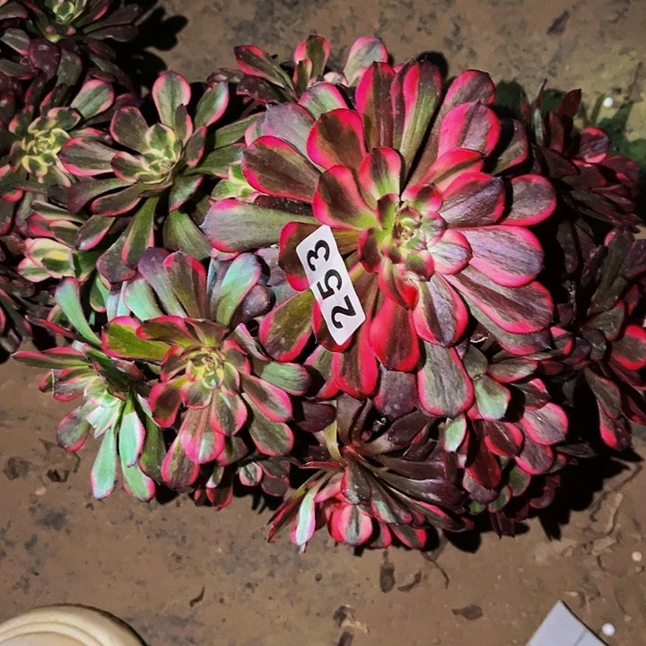 253烟花多肉植物处理不售后