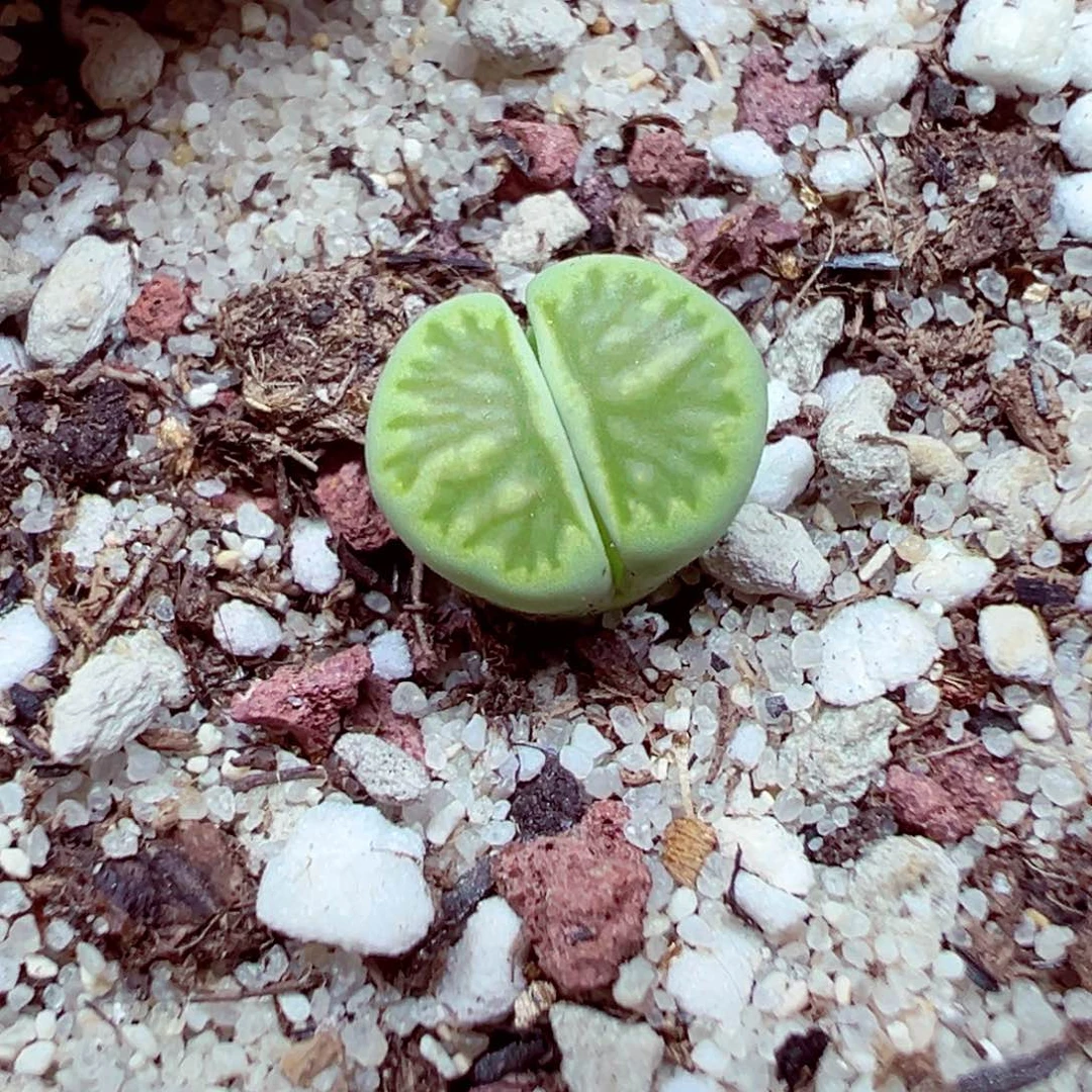 精致的优秀的肉肉712-73