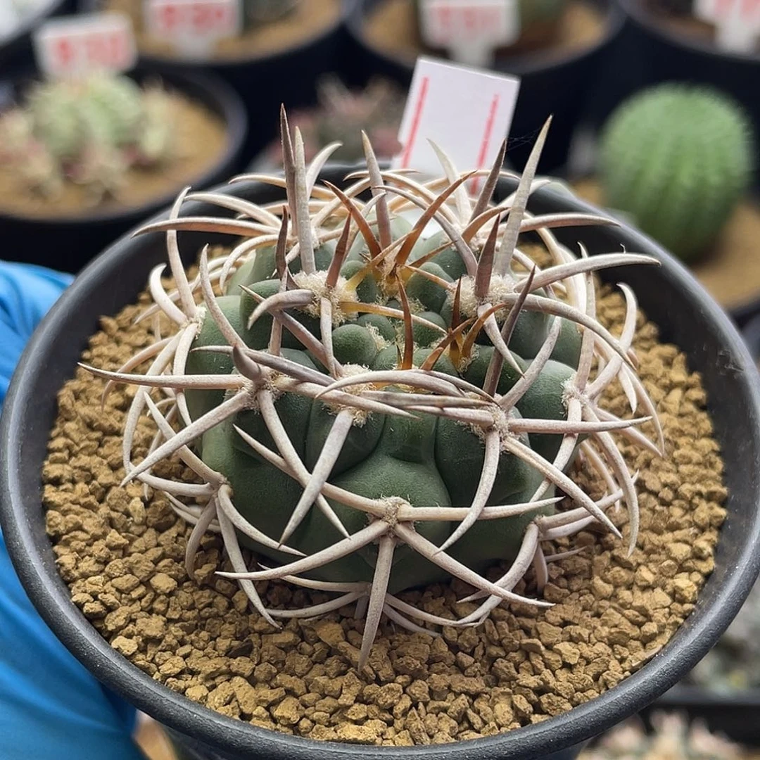 实生五十铃狂刺碧岩玉