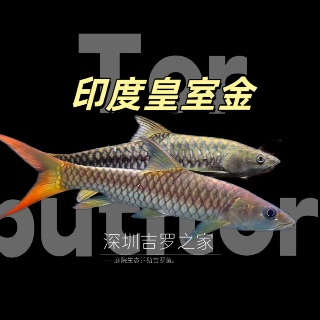 一对一选一鱼（直接拍发一包手撕棉）