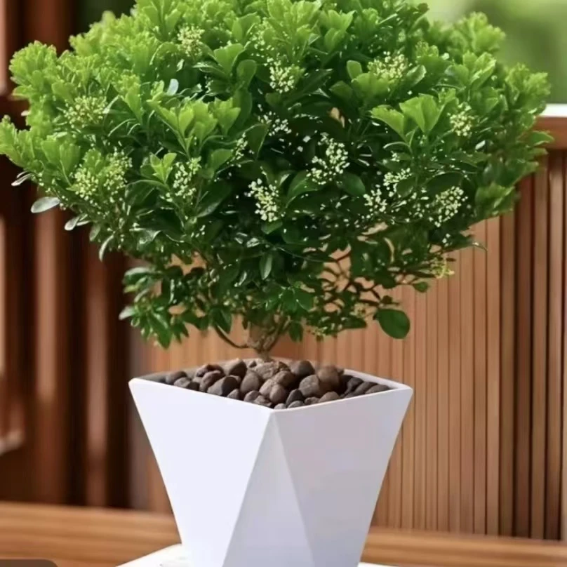 【带盆送肥料】香水米兰开花飘香好养懒人绿植盆栽适室内外阳台飘窗