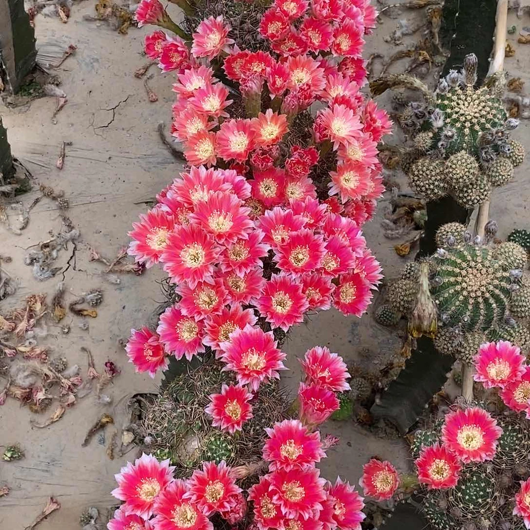 丽 爱丽丝侧芽 歪 20包邮4公分