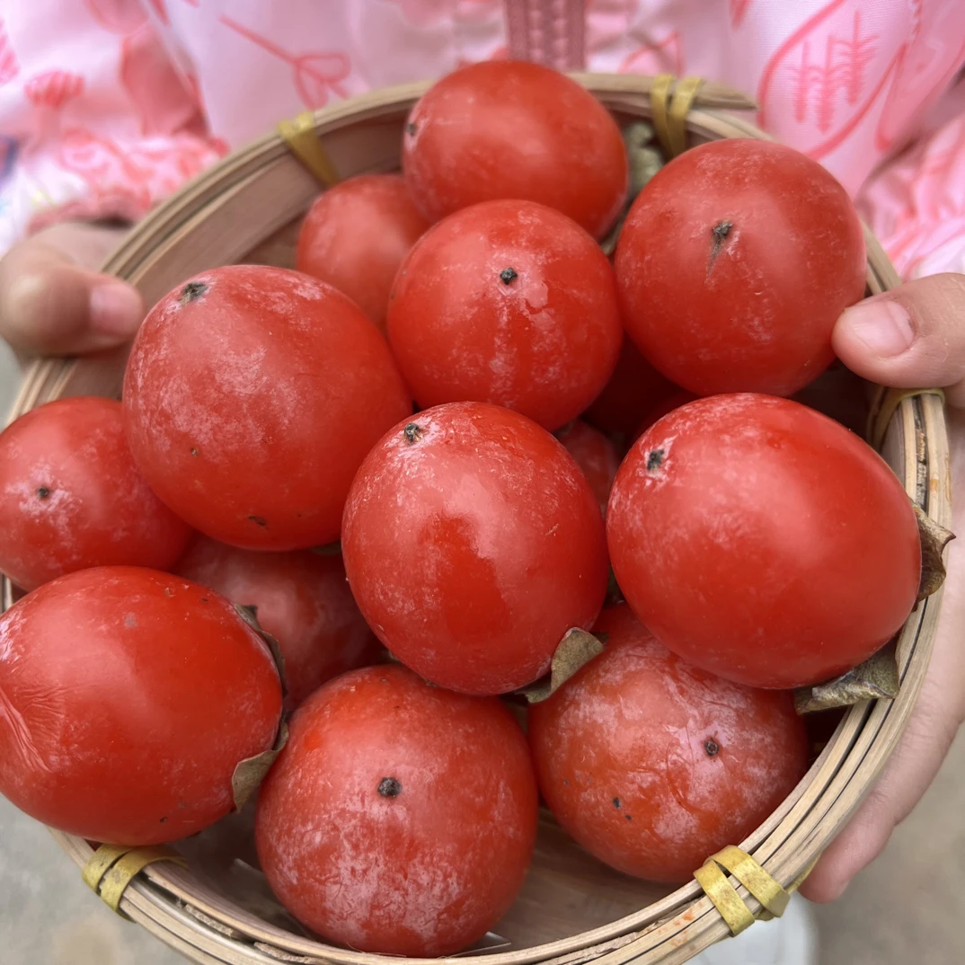 火葫芦新鲜水晶蜜柿子珍珠蜜迷你小柿子吊红放软吃一口吸包邮