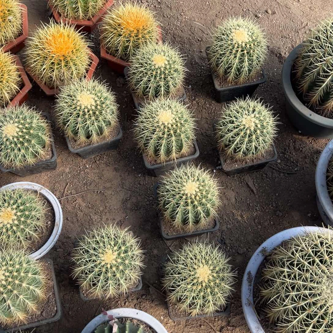 金虎随机一颗。