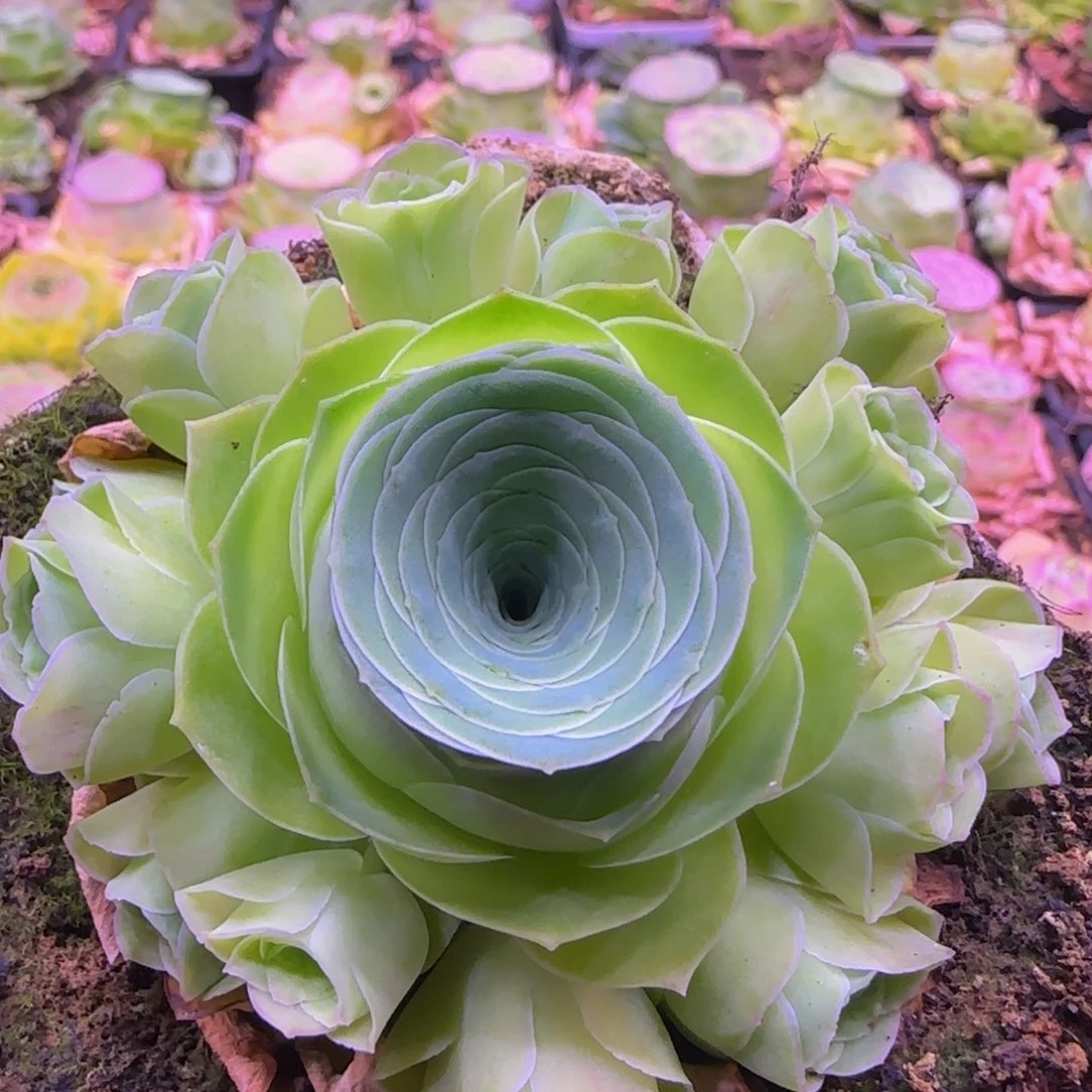 捧花123424272424242533