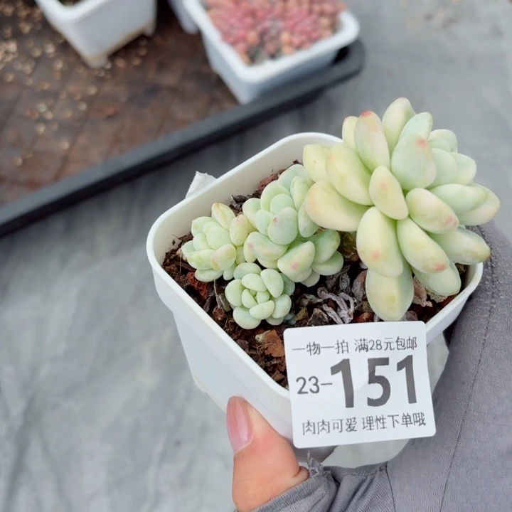 劳尔锦多肉植物多肉植物多肉植物