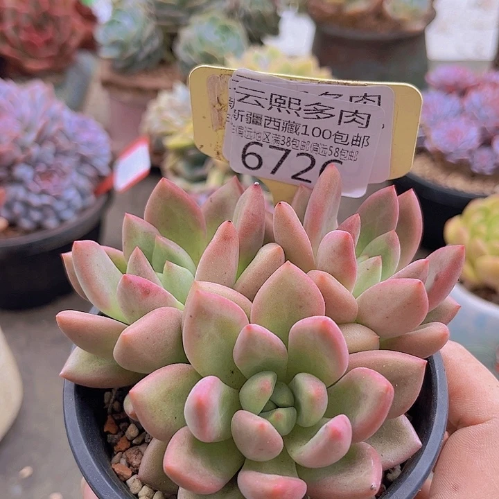 6726仙贝。