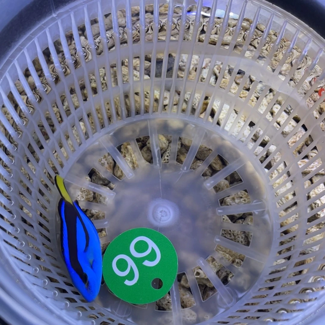 海水鱼蓝调一条顺丰包邮