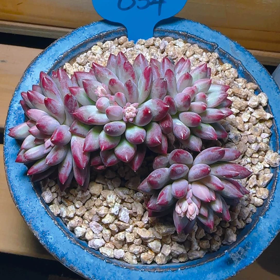 ?***n四头虞美人654号一物一拍