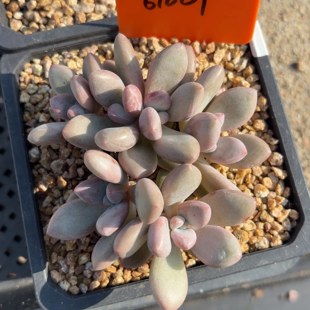 原始虞美人6头11111