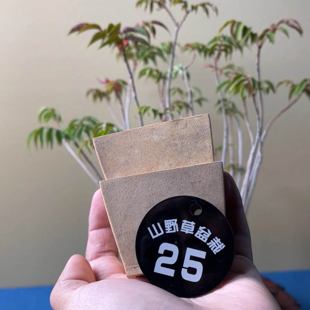白***火完全开放盆栽花卉