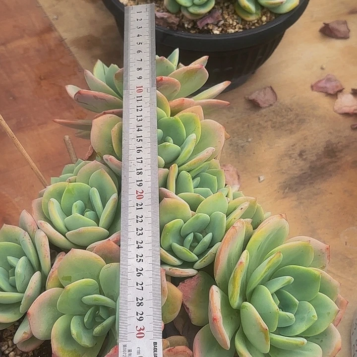 234号柚子茶一物一拍