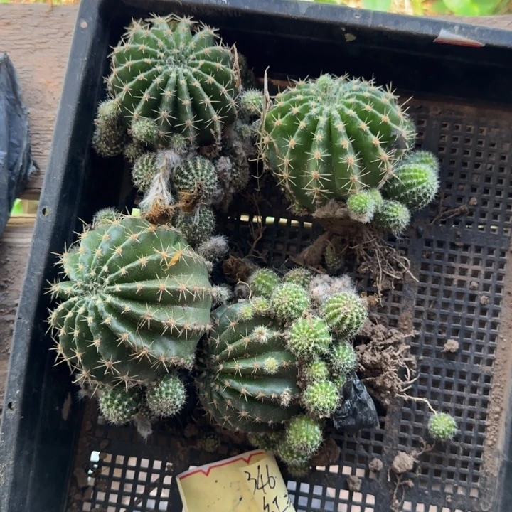 333彩草脱土发货掉侧牙无售后一个，20包邮