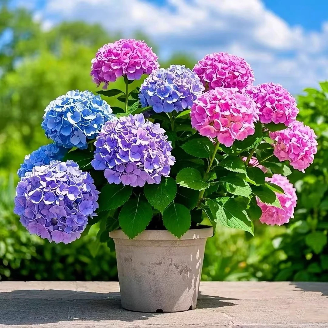 【魔幻夏洛特】一加仑绣球花苗阳台盆栽庭院花卉植物