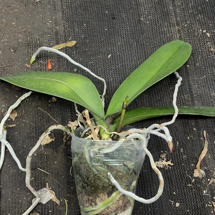 当前无花栽培后可以开花实生3.0带剑