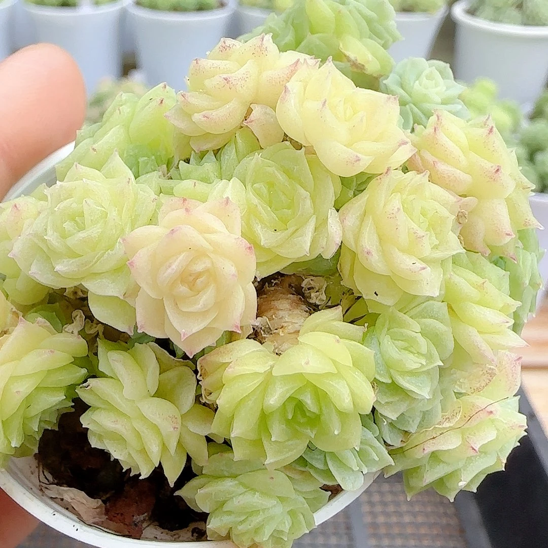 【闪购商品】0923-31花朵麦杆