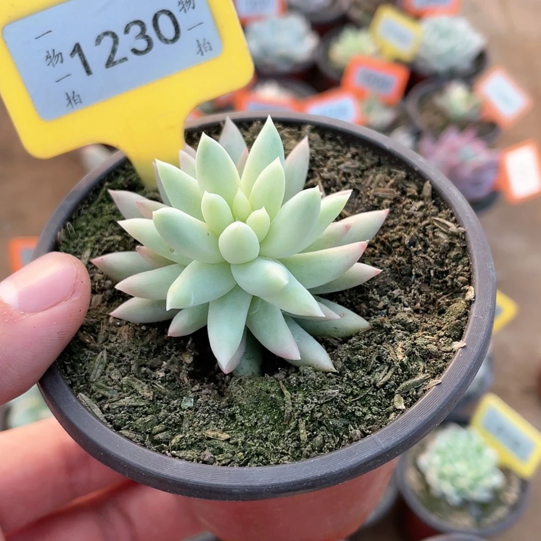 【闪购商品】帆*1230号