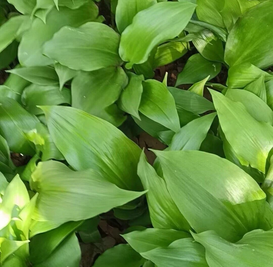 【山葱种子】山葱种子四季种植盆栽山葱种子蔬菜种子