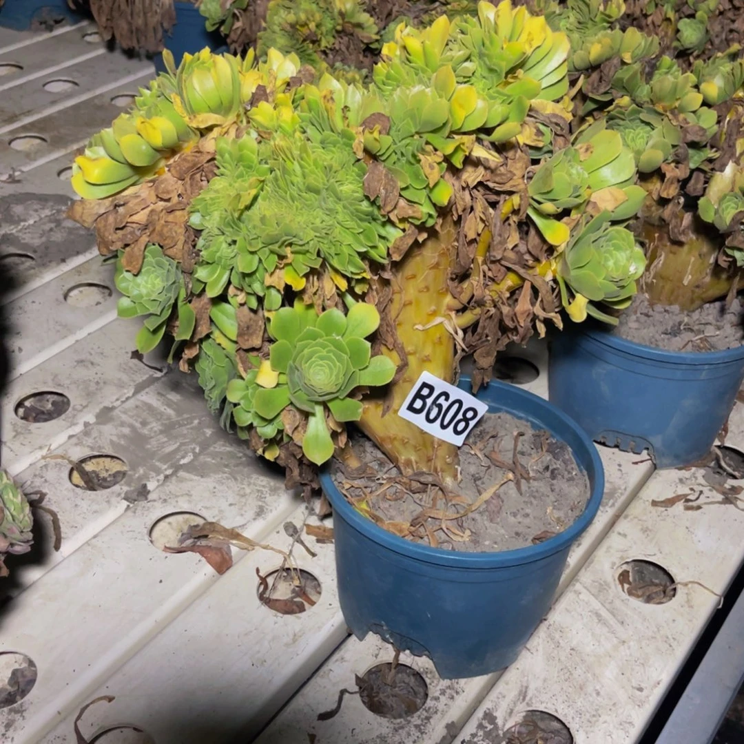 绿杨蓉7/14包邮法师