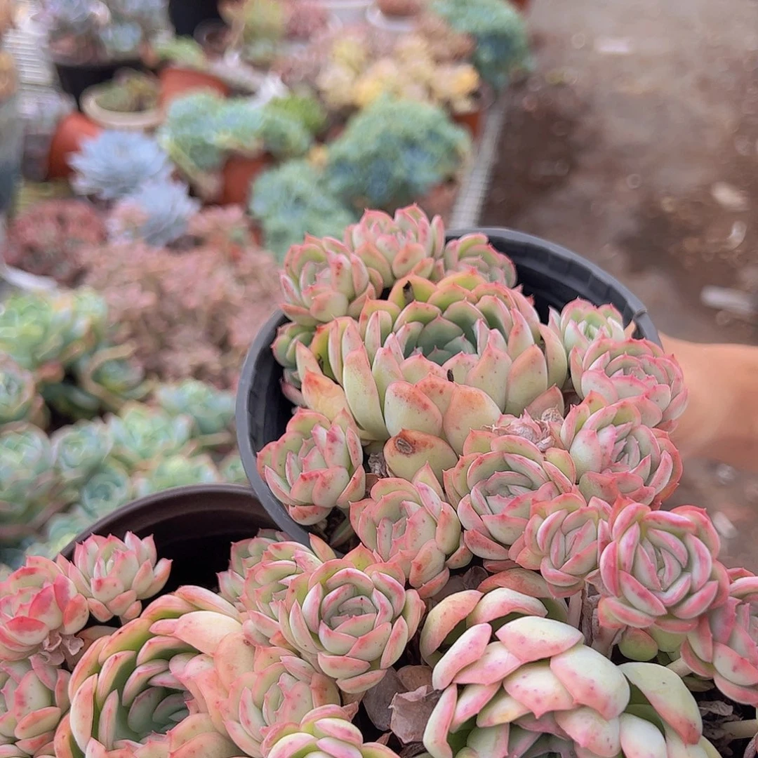 3盆草莓冰 单头带多籽