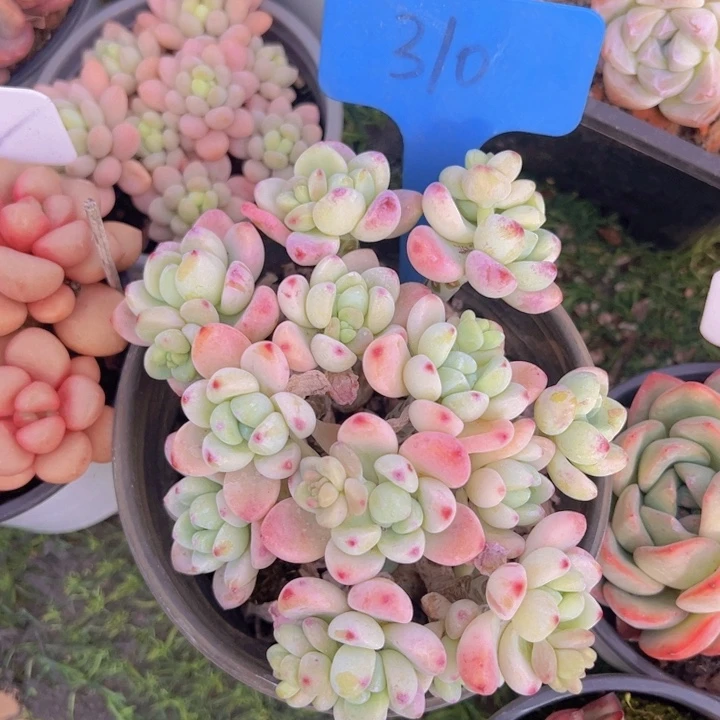 健健康康平平安安