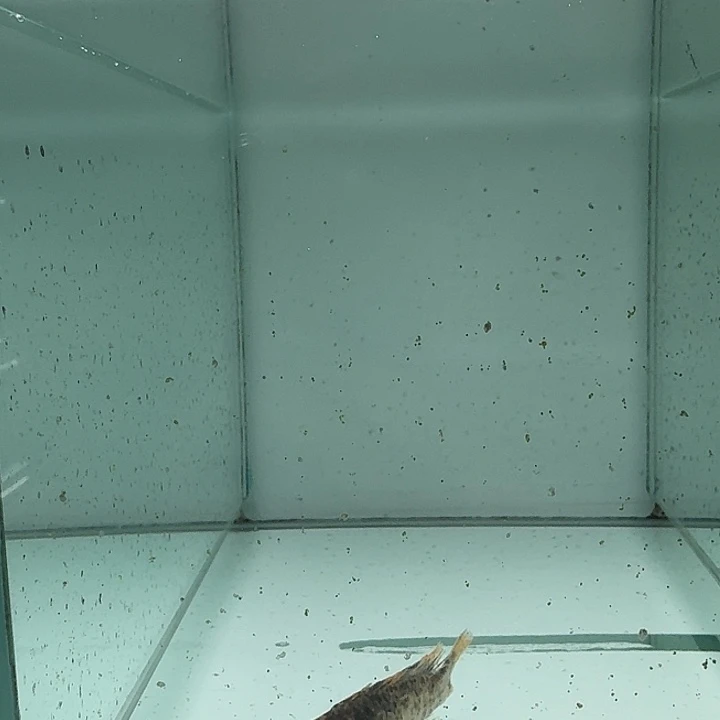 海水106号钦扬维奇勾鼻花母