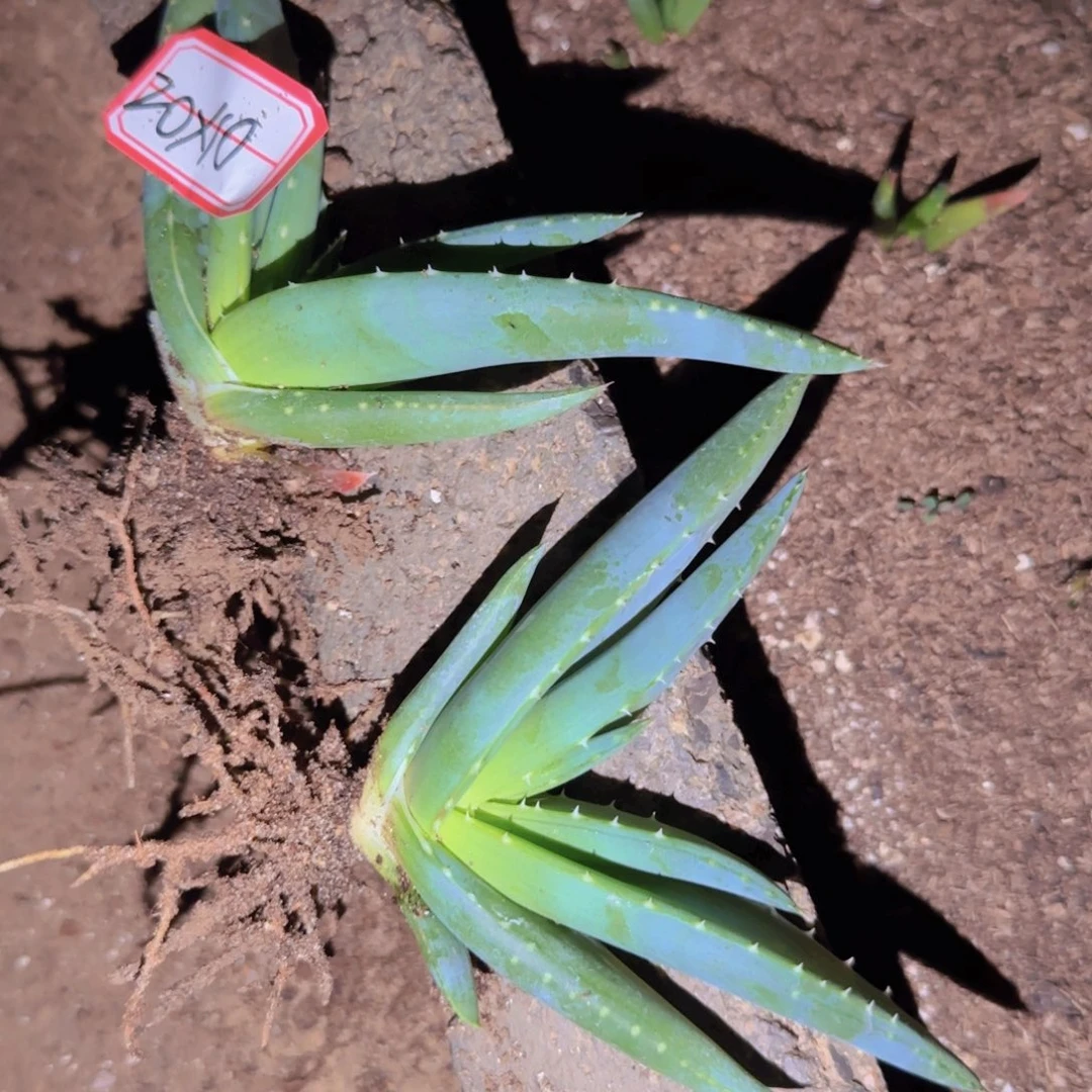 块根植物块根植物