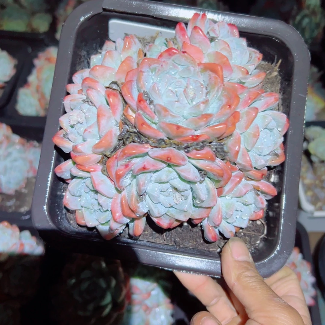 精品多肉植物老桩